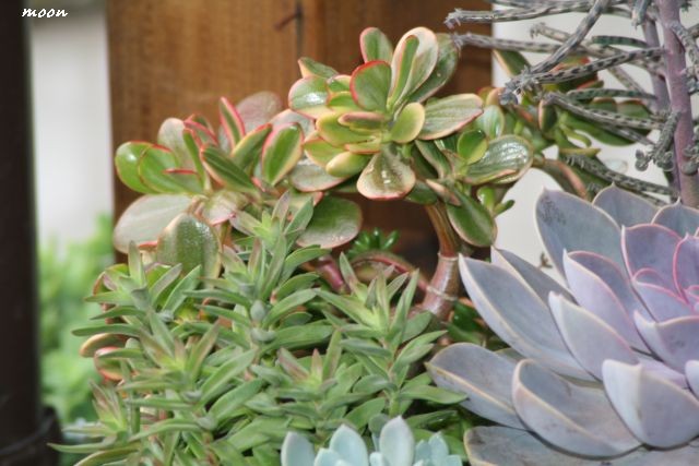 crassula ovata v.
